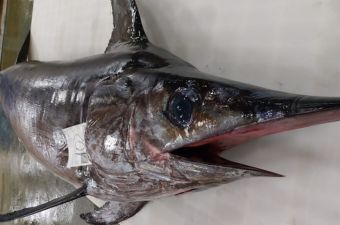 venta de pescado al por mayor, marlin